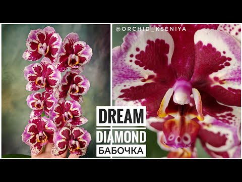 Видео: Phal. Dream Diamond peloric 💎 от садовника Son Ya 🌺 Цветение азиатской орхидеи бабочки Дрим Даймонд 