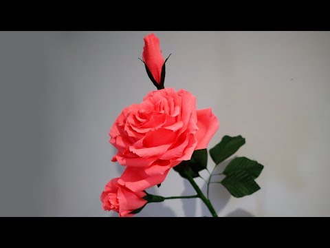 Видео: Beautiful big rose with buds  (Красивая большая роза с бутонами )
