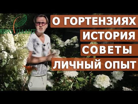 Видео: Малоуходные метельчатые гортензии для ленивых садоводов