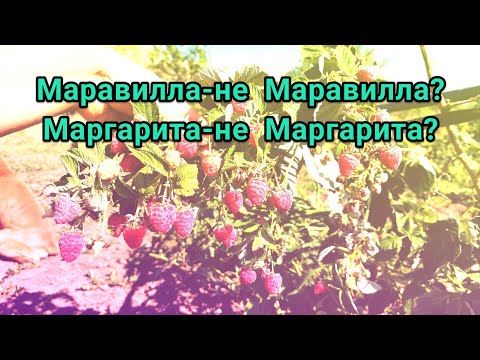 Видео: Малина Маравилла