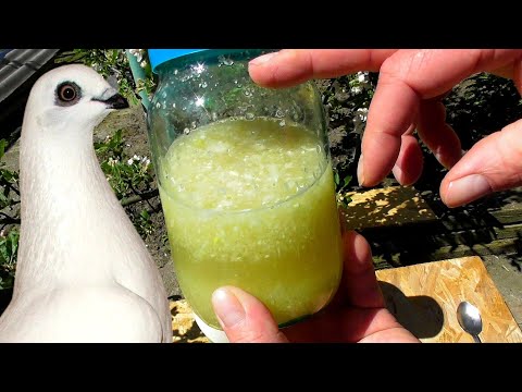 Видео: Голубята как КОНИ❗🧄🧅☘Зелень+Настойки+Добавки для лучшего роста голубят✅😍/ pigeon pigeons