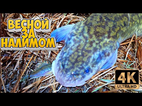 Видео: ЛОВЛЯ НАЛИМА ВЕСНОЙ ДНЁМ. ПОПАЛИ НА ЖОР !!! Большое рыболовное путешествие по Северным рекам.