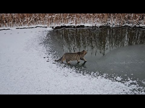 Видео: Проверка прочности льда кошкой, подготовка пруда к зиме, форель и тд
