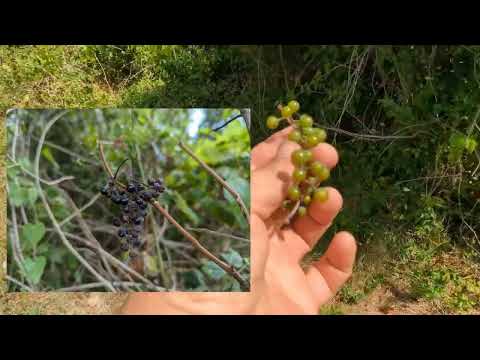 Видео: Самораспространение винограда ФЕРКАЛЬ, ШАСЛА X БЕРЛАНДИЕРИ 41Б,  Кобер 5ББ кто из них?