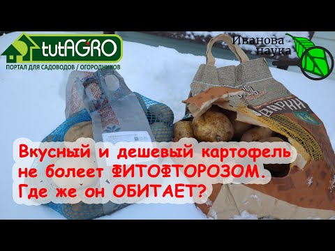 Видео: ЭТОТ КАРТОФЕЛЬ НЕ БОЛЕЕТ ФИТОФТОРОЙ и ПАРШОЙ. Очень дешевые семена картофеля по серой схеме.