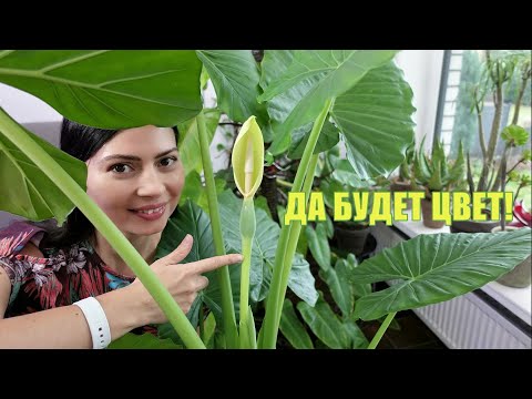 Видео: Состав почвы для Алоказии - Пересадка и цветение, как результат.🌺