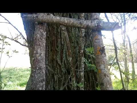 Видео: Как выбрать дерево под ловушку