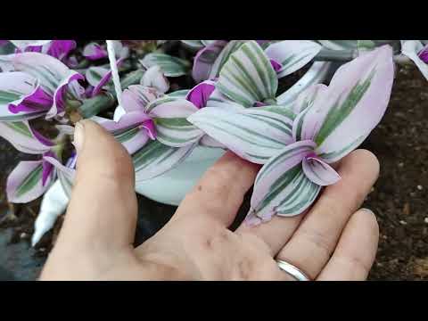 Видео: работа полным ходом!!! 😄традесканция.