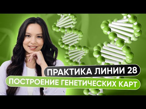 Видео: ПОСТРОЕНИЕ ГЕНЕТИЧЕСКИХ КАРТ | Биология 10 класс | 99 БАЛЛОВ