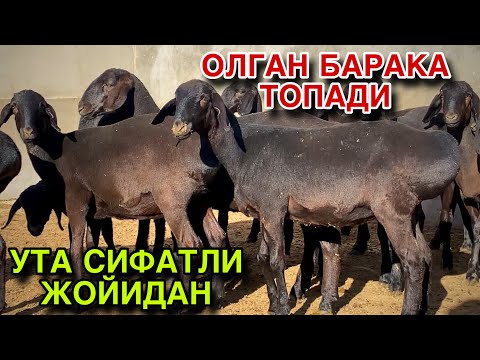 Видео: АРЗОН БУЛДИ! ОЛГАН БАРАКА ТОПАДИ! ТУХЛИ КУЙЛАР СОТИЛАДИ! 