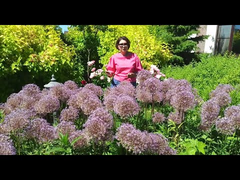 Видео: Видео журнал «СОФ» №90  ДЕКОРАТИВНЫЕ ЛУКИ и их компаньоны в дизайне сада и цветников