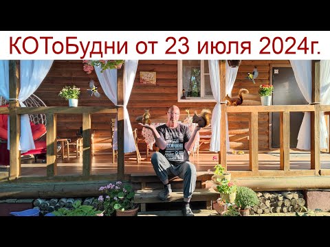 Видео: Идеальный мужчина - что это такое 🤔🧐☝️ или КОТоБудни от 23 июля 2024 г.