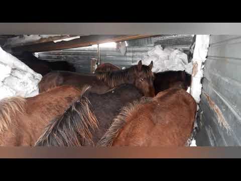 Видео: жабағыларды ұстап алдым...жеребята дома...