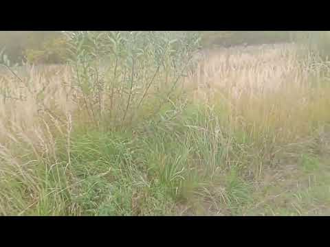 Видео: Корчування пеньків на ділянці під майбутній огород