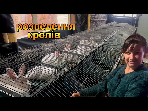 Видео: ШОК!! Такого окролу, ще не було!!! Розведення кролів термонців