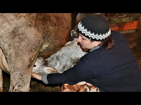 Видео: Կովիկս Ծնեց-Սիրուն Հորթիկ Ունեմ-Первое Доение И Кормление Телёнка-Отёл Коровы-шамшадин Շամշադինիհամը