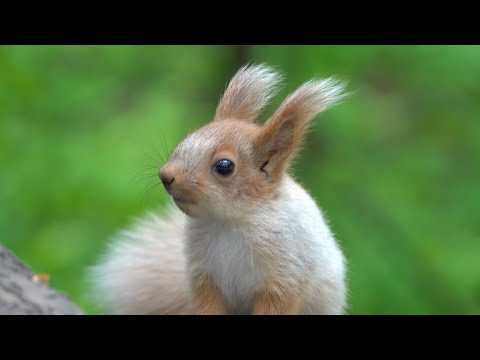 Видео: Голодные белки. Зарисовка / Hungry squirrels. The sketch