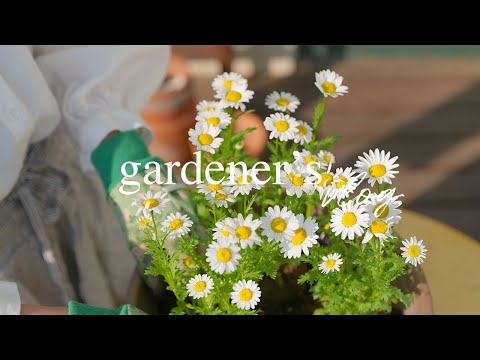 Видео: Слишком красиво, чтобы не посадить 🌸 Однолетники в горшках, обрезка гортензии