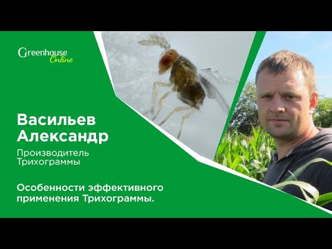 Видео: Трихограмма от вредителей | Защита томата от Tuta absoluta |   Энтомофаг для дачи и теплицы