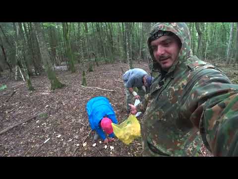 Видео: В лес за грибами. Черняховск, Калининградская область
