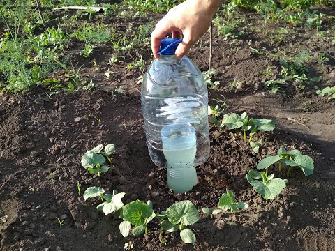 Видео: ПРОСТЕЙШИЙ КАПЕЛЬНЫЙ ПОЛИВ ИЗ ПЛАСТИКОВЫХ БУТЫЛОК, КОТОРЫЙ НИКОГДА НЕ ЗАСОРЯЕТСЯ