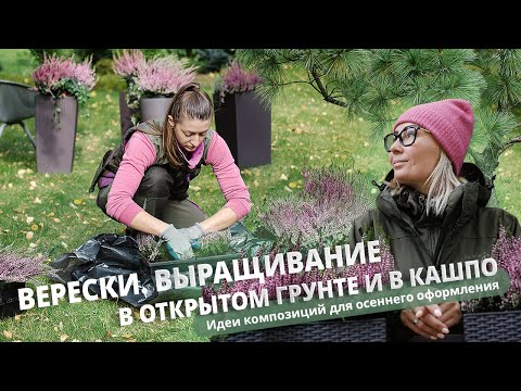 Видео: Верески. Выращивание в открытом грунте и в кашпо. Идеи композиций для осеннего оформления.