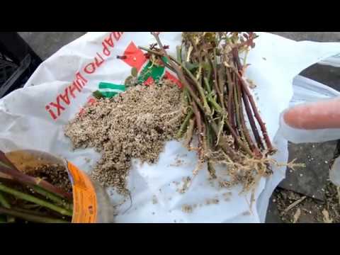 Видео: Как лучше всего УКОРЕНИТЬ РОЗЫ и какие черенки для этого нужны