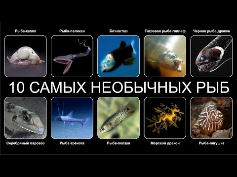 Видео: Топ 10 САМЫХ НЕОБЫЧНЫХ РЫБ