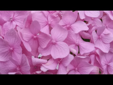 Видео: Гортензия Никко Блу