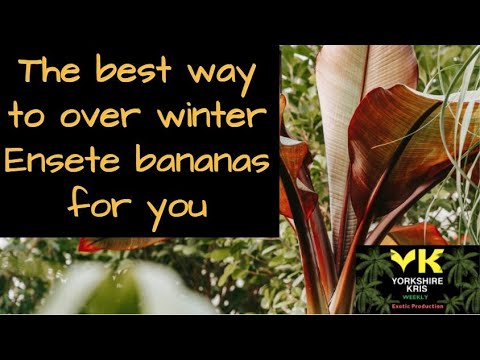 Видео: Лучший способ перезимовать бананы Энсете для вас