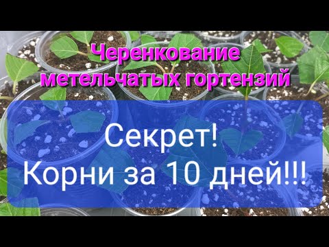 Видео: Летнее черенкование метельчатых гортензий. Мой секрет корней за 10 дней!