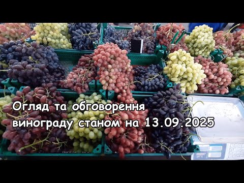 Видео: Викладка та обговорення винограду для торгівлі на 13.09.2025