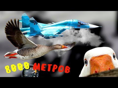 Видео: Самые ВЫСОКО ЛЕТАЮЩИЕ птицы в мире