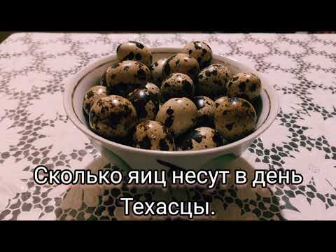 Видео: Сколько яиц несут перепела техасцы в день. Супер порода перепелов. Перепела мясо яичные. Бройлеры