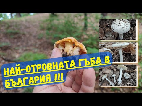 Видео: Бяла Мухоморка - Най отровната гъба в България. Определяне на живо и полезни съвети от Янатарко Тийм