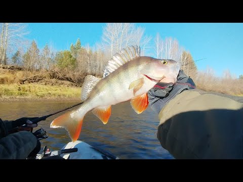 Видео: Рыбалка по холодной воде: мандула, силикон.река сосьва 13.10.2025