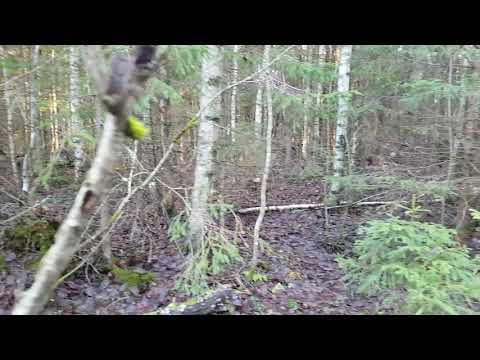 Видео: Работа финских гончих, сгоненый заяц