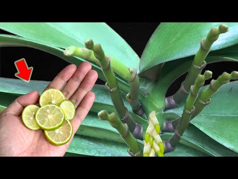 Видео: Всего 1 тонкий ломтик! Сотни орхидей цветут без остановки круглый год!