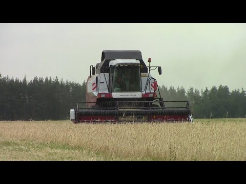 Видео: Комбайны VECTOR 410  УБОРОЧНАЯ 2020 село Ташла