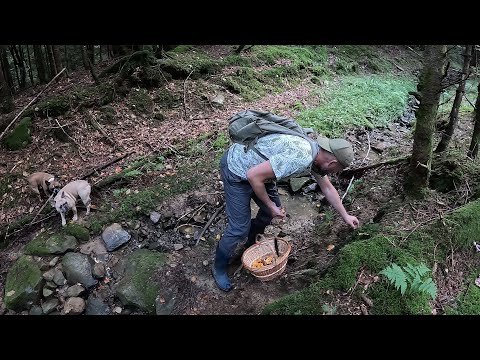 Видео: Грибник БУВ просто у СТУПОРІ! Кинуло у Тремтіння! Такого НЕ чекав ніхто! Білі Гриби Карпат!