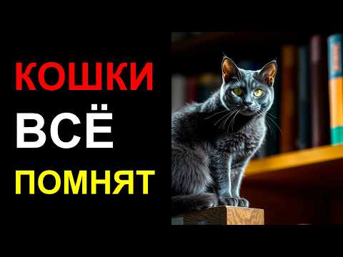 Видео: 😿 Почему ваша кошка вас НЕНАВИДИТ ошибки, которые нельзя исправить