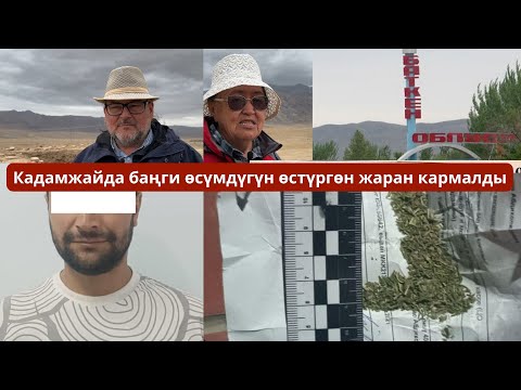 Видео: #БАТКЕНЖАҢЫЛЫКТАР: Кадамжайда баңги өсүмдүгүн өстүргөн жаран кармалды