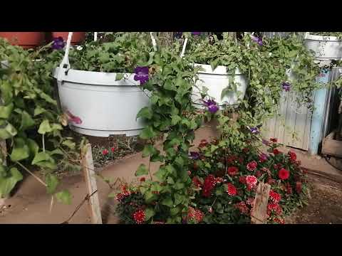 Видео: Азарина синяя в кашпо. Просто и очень красиво!