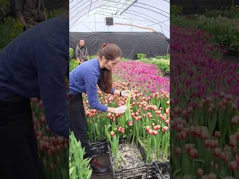 Видео: Тюльпани в теплиці🌷. Вигонка тюльпанів  🌷🌷🌷 Частина 1. (23.02.2022)