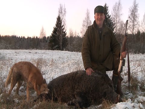 Видео: Загонная охота на кабана (Wild boar hunting with dogs).
