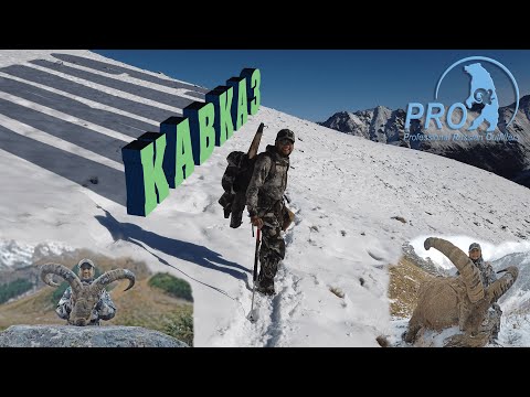 Видео: Кавказ. Охота на туров. Кубанский и средне-кавказский.