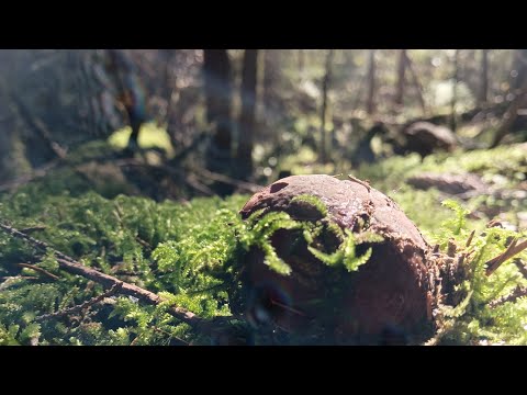 Видео: Піша прогулянка на полонину Борсучина. По шляху збір карпатських грибів. 🍄👍