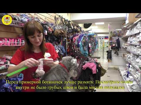 Видео: как выбрать обувь для собаки