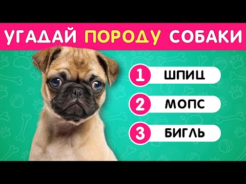 Видео: УГАДАЙ ПОРОДУ СОБАКИ ПО ФОТО 🤔❓🐶 / EMOJI COOL 😎