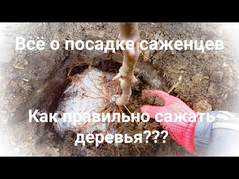 Видео: Посадка саженцев весной видео